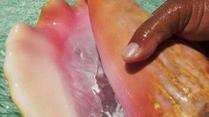 La pesca furtiva continúa siendo uno de los principales problemas a los que se enfrentan las cooperativas pesqueras