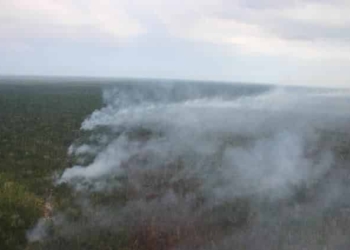 Quedan Extinguidos Todos Los Incendios En Quintana Roo: INFOQROO