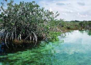 Autoridades municipales preparan ecocidío en la Laguna de los “Siete Colores” de Bacalar.