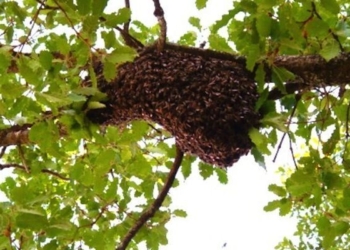 Alertan a población por picaduras de abejas que causaron muerte de ganadero de Rio Verde