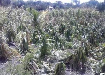 Pérdidas Totales De La Milpa Es El Saldo De La Canicula