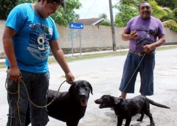 Invita Ayuntamiento de Bacalar a campaña de esterilización, canina y felina