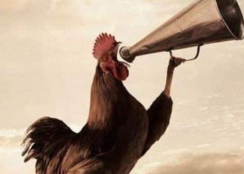 Muchos Gallos, Pocos Espolones: Para las Candidaturas Federales del Sur