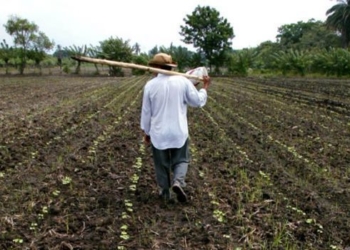 Campesinos por las nuevas reglas fiscales sólo pueden beneficiar a los intermediarios o «coyotes»