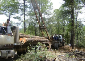 Productores Forestales de Quintana Roo continúan siendo acosados por la PROFEPA