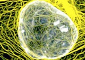 Regeneran órganos de mamíferos para implantarlos en humanos