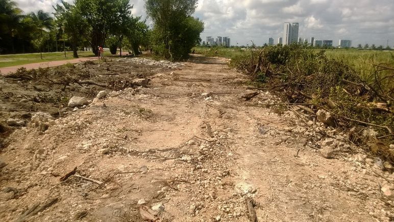 Denuncia Tala de manglar en el km 2 de la Zona Hotelera‏