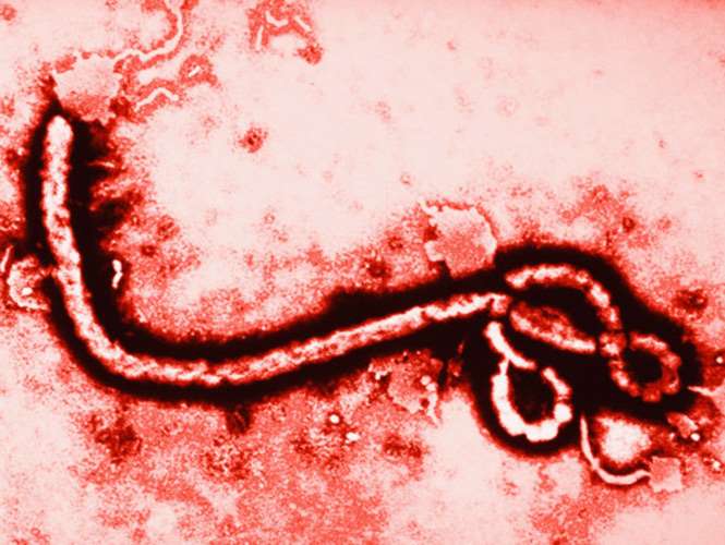 Investigador mexicano descubre método rápido para detectar ébola