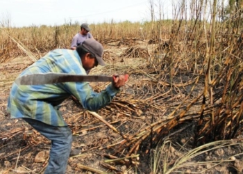 Amarga Realidad la Caída del Negocio Azucarero; Ganadería Una Alternativa Viable