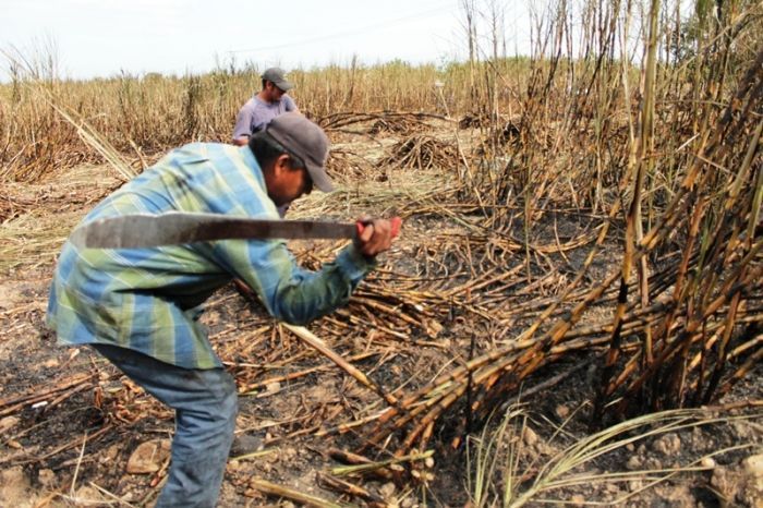 Amarga Realidad la Caída del Negocio Azucarero; Ganadería Una Alternativa Viable