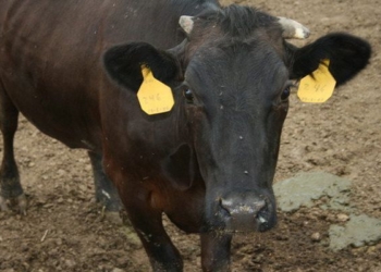 Se arma mequetrefe por  extravío de “aretes”
