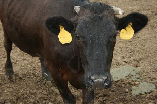Se arma mequetrefe por  extravío de “aretes”