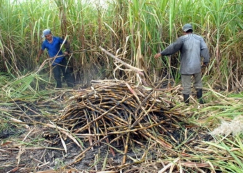Representantes del Ingenio Azucarero San Rafael de Pucté no han cumplido con los acuerdos