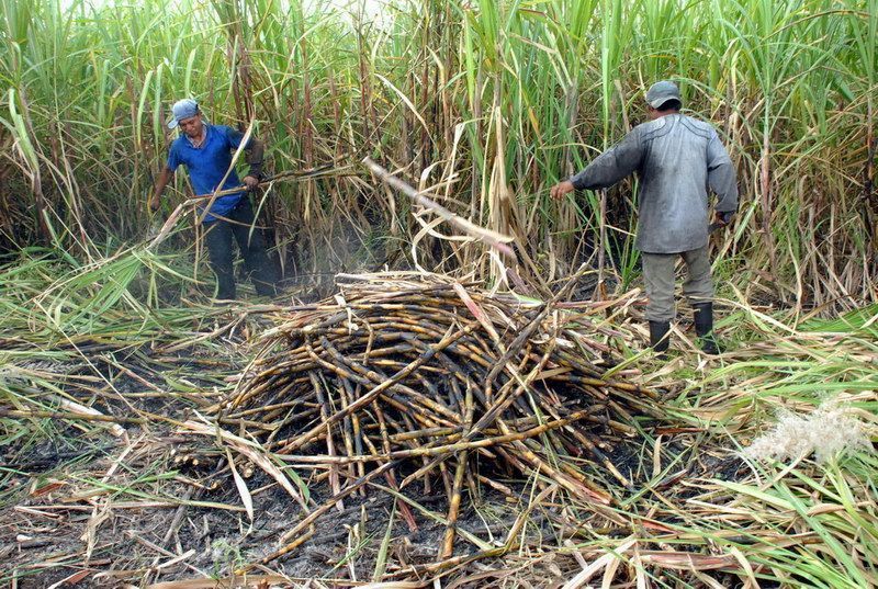 Representantes del Ingenio Azucarero San Rafael de Pucté no han cumplido con los acuerdos