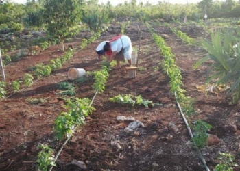 Productores hortícolas de FCP “amarran” mercado para sus productos