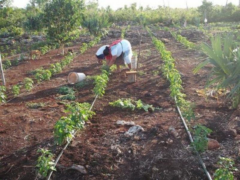 Productores hortícolas de FCP “amarran” mercado para sus productos