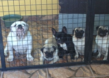  Se incrementa el robo de mascotas (perros) en Chetumal