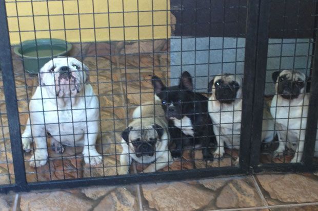  Se incrementa el robo de mascotas (perros) en Chetumal