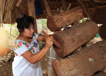 Imparten taller de meliponicultura en Bacalar