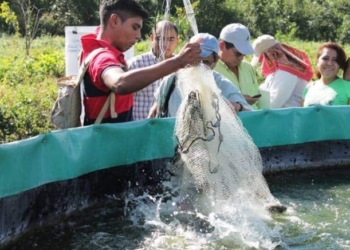 Productores de caña voltean a la crianza de Tilapia para paliar crisis económica