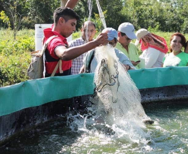 Productores de caña voltean a la crianza de Tilapia para paliar crisis económica