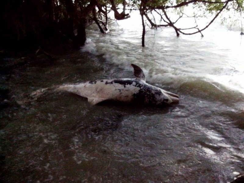 Aparece muerto otro Delfín en la bahía de Chetumal