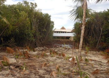 Impune Ecocidio En Playa Del Carmen