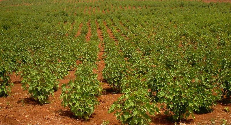 Advierte CNC de probable fraude con Cultivo de la Jatropha