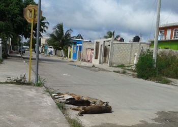 Exterminan a perros y gatos en la Nueva Generación de Chetumal