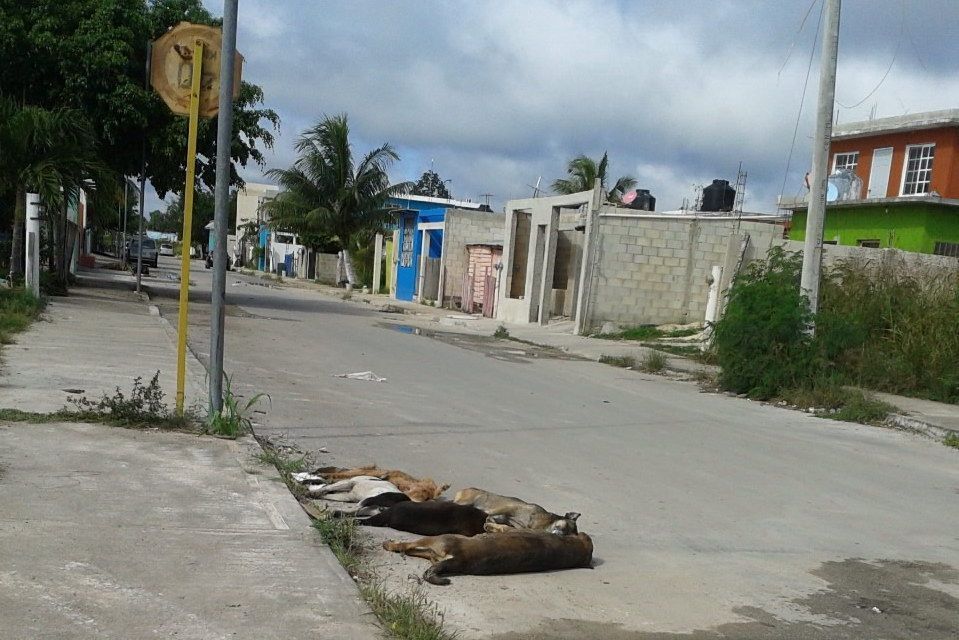 Exterminan a perros y gatos en la Nueva Generación de Chetumal