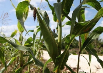 Fuerte impulso para el sector agropecuario en este 2015