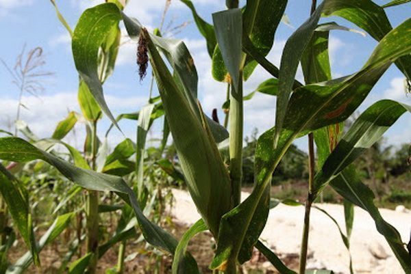 Fuerte impulso para el sector agropecuario en este 2015