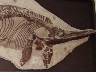 Científicos encuentran fósiles de nuevo reptil marino