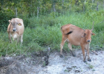 Con “el buey de la barranca”, viven productores de carne y leche