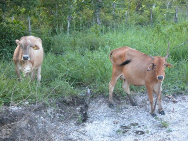 Con “el buey de la barranca”, viven productores de carne y leche