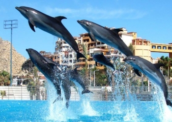 Delfinario de Cancún cierra por “recomendación” de Profepa