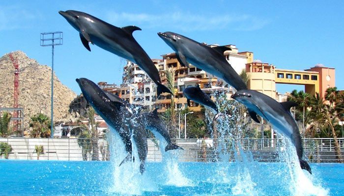 Delfinario de Cancún cierra por “recomendación” de Profepa