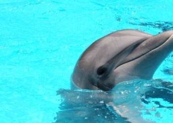 Dolphin Discovery Carece De Autorización De Impacto Ambiental Para Operar Delfinario