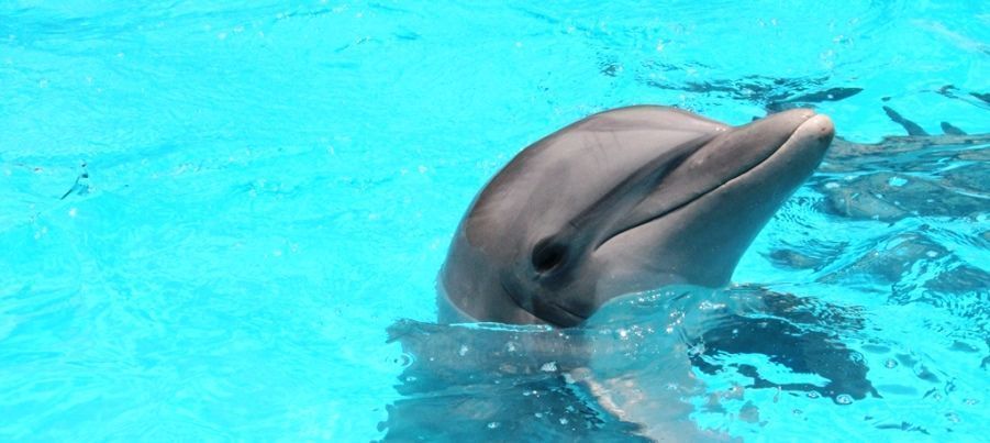 Dolphin Discovery Carece De Autorización De Impacto Ambiental Para Operar Delfinario