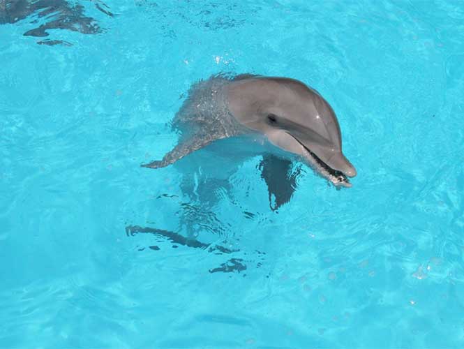 Profepa ordena suspender actividades con delfines en Hotel Moon Palace de Cancún