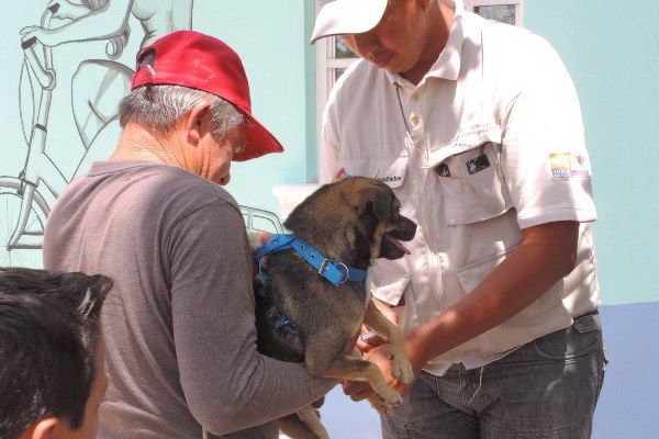 Más de 24 mil vacunas pretende aplicar Sesa a perros y gatos que habitan en Zona Maya