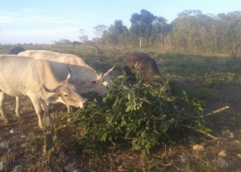 Quintana Roo pasa la prueba, podrá seguir exportar (vender) carne bovina a Estados Unidos