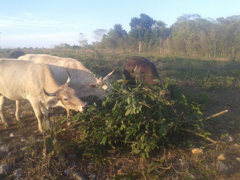 Quintana Roo pasa la prueba, podrá seguir exportar (vender) carne bovina a Estados Unidos