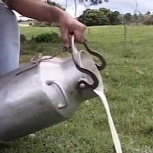 Por falta de comercialización, lecheros de la zona limítrofe tiran decenas de litros de leche