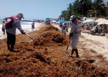 En Solidaridad trabajo activo en limpieza de playas