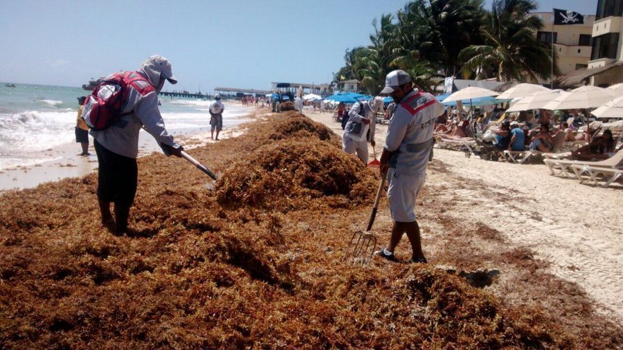 En Solidaridad trabajo activo en limpieza de playas