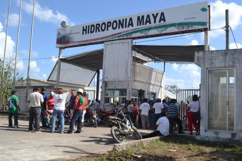 De “ratero” no bajan trabajadores de Hidroponía Maya al líder de la CTM en Quintana Roo, Isidro Santamaría