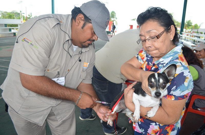 Sesa pretende aplicar más de 37 mil vacunas a perros y gatos de OPB y Bacalar