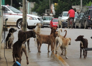 Habitantes de Kantunilkin piden apoyo a Sesa para disminuir el número de perros callejeros