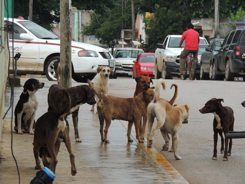 Habitantes de Kantunilkin piden apoyo a Sesa para disminuir el número de perros callejeros